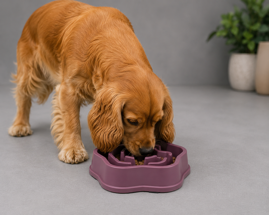 SlowBowl™ – Gamelle Anti-Glouton pour Chien 🐶🍽️